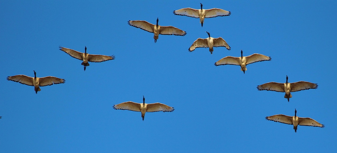 Teamcoaching Teams die samen vliegen zoals ganzen in formatie
