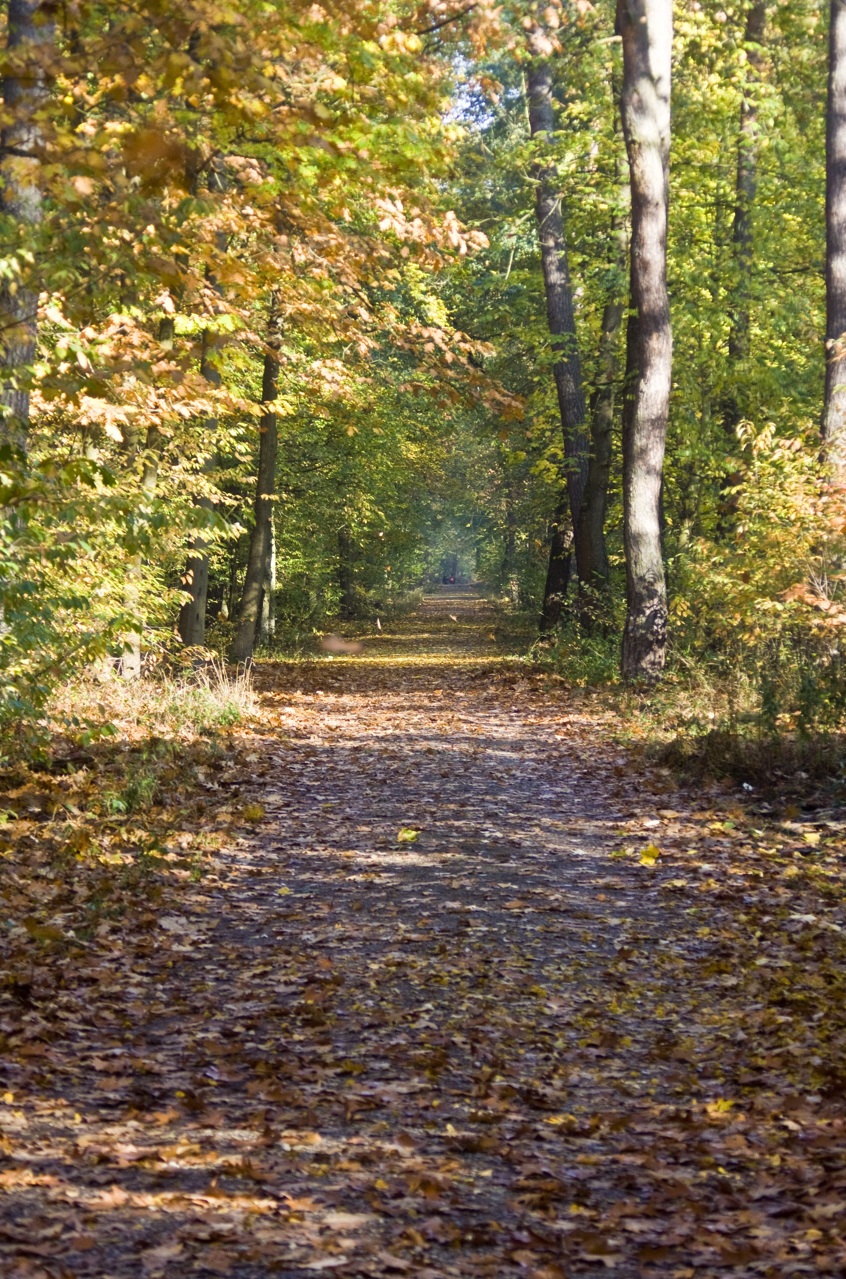 Wandelcoaching Heuvelland – bospad LEAD-Impact